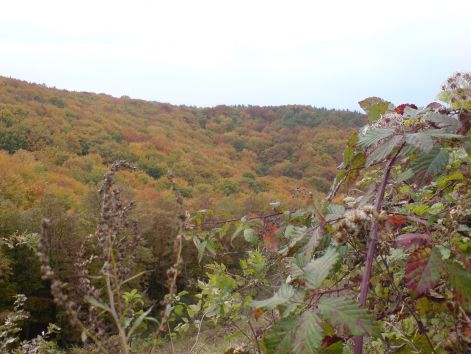 2010_10_18_termeszetkep_2.jpg