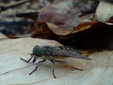 bogoly_2011_07_30.jpg bogoly_2011_07_30.jpg