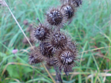 bojtorvany20100920.jpg