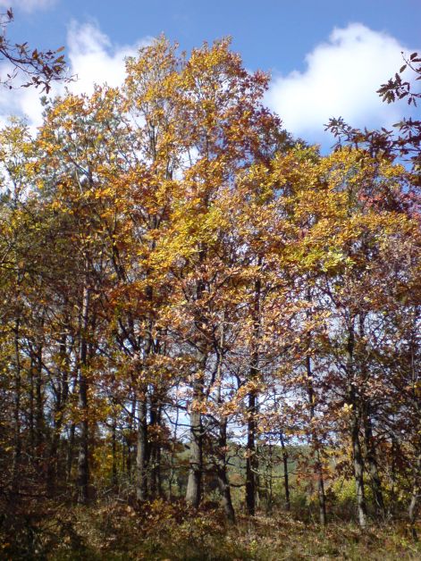 cserfak_2010_10_21.jpg