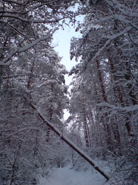 erdei_havas_ut_kidolt_fa_2010_12_19.jpg