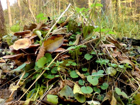 gyurus_tuskogomba_2011_10_20_alig_latszik.jpg