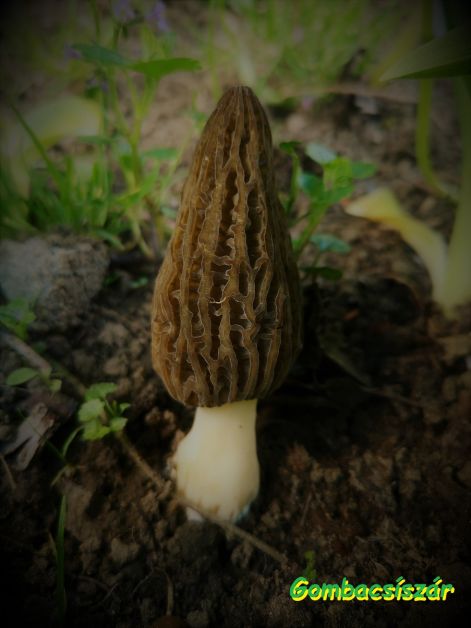 hegyes_kucsmagomba_-_morchella_deliciosa_2023.jpg