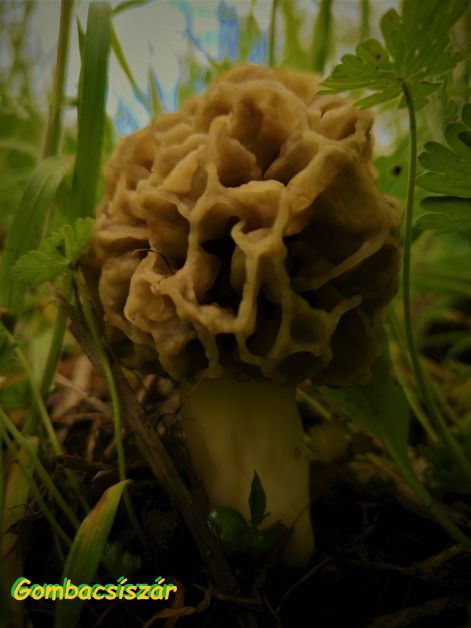 izletes_kucsmagomba_-_morchella_esculenta_2.jpg