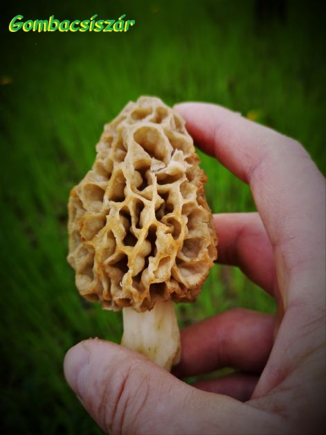 izletes_kucsmagomba_-_morchella_esculenta_4.jpg