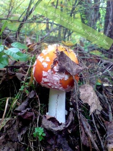 legyolo_galoca_amanita_muscaria_01.jpg