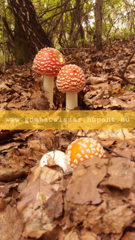 legyolo_galoca_amanita_muscaria_02.jpg