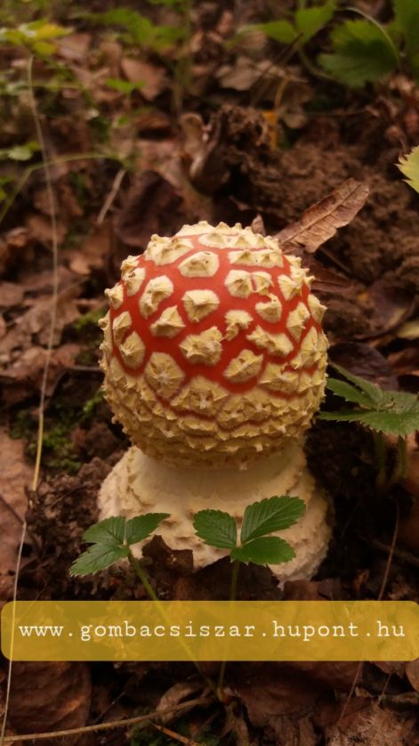 legyolo_galoca_amanita_muscaria_03.jpg