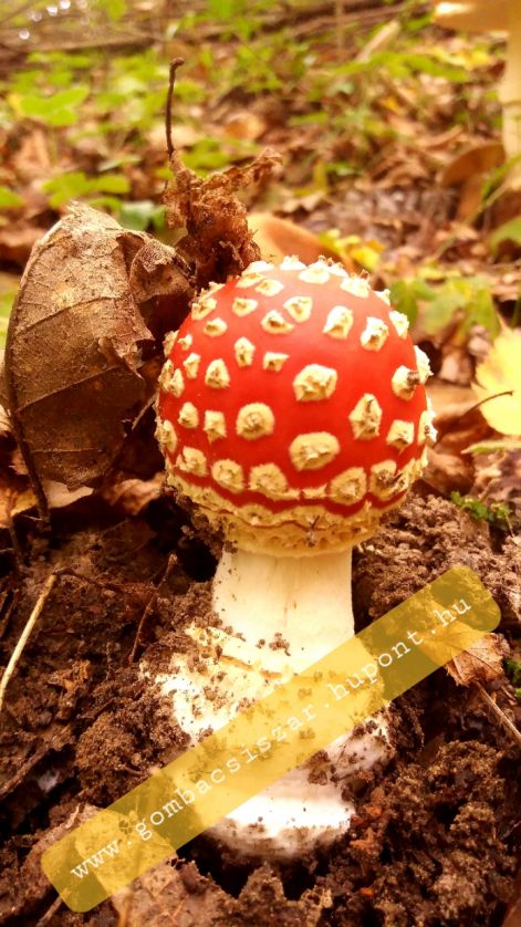 legyolo_galoca_amanita_muscaria_04.jpg