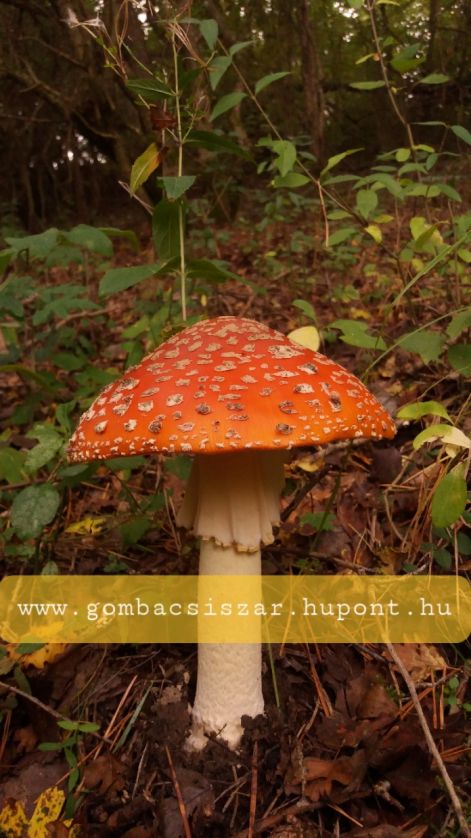 legyolo_galoca_amanita_muscaria_05.jpg