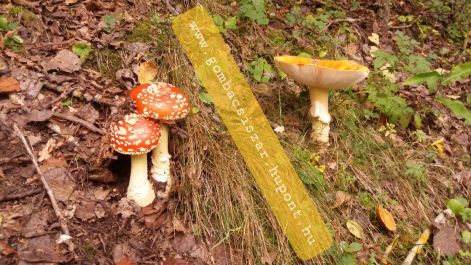 legyolo_galoca_amanita_muscaria_06.jpg