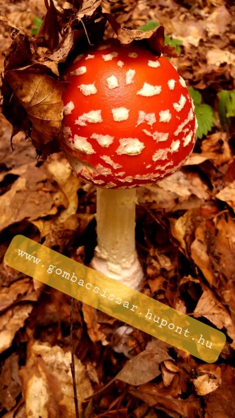 legyolo_galoca_amanita_muscaria_07.jpg