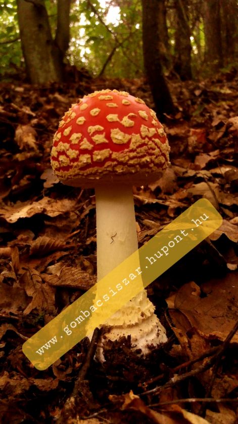 legyolo_galoca_amanita_muscaria_08.jpg