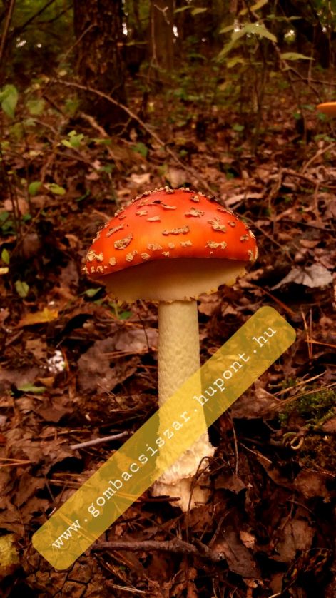 legyolo_galoca_amanita_muscaria_09.jpg