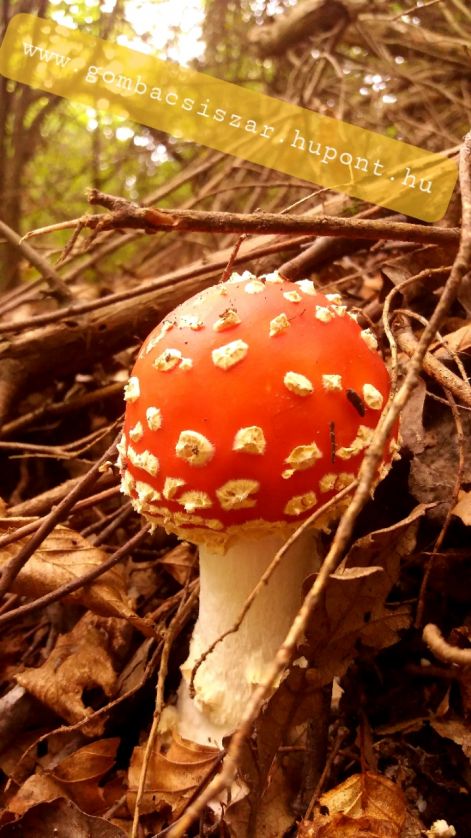 legyolo_galoca_amanita_muscaria_11.jpg
