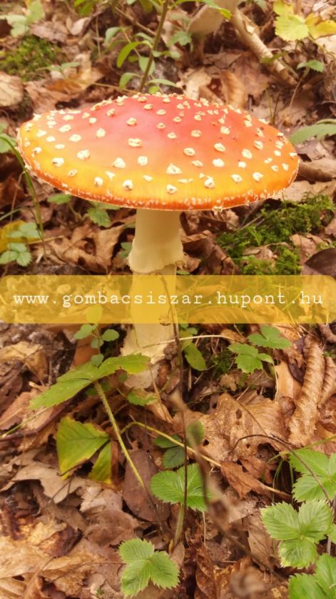 legyolo_galoca_amanita_muscaria_12.jpg