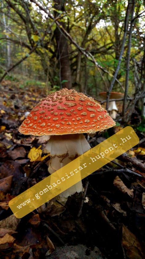 legyolo_galoca_amanita_muscaria_13.jpg