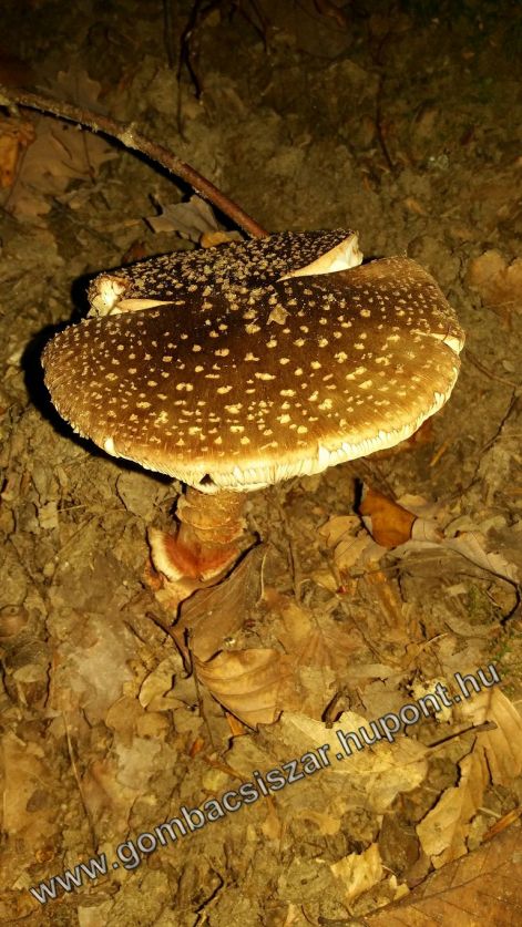pirulo_galoca_04.jpg
