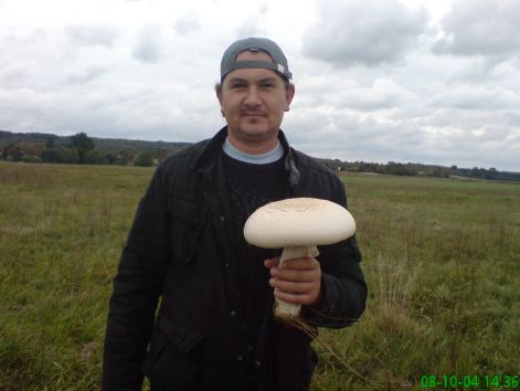ritka_gombas_kep_75_dkg-os_mezei_csiperke.jpg ritka_gombas_kep_75_dkg-os_mezei_csiperke.jpg