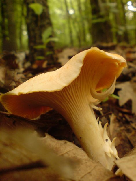 rokagomba_1_db_szep_2011_06_09.jpg rokagomba_1_db_szep_2011_06_09.jpg