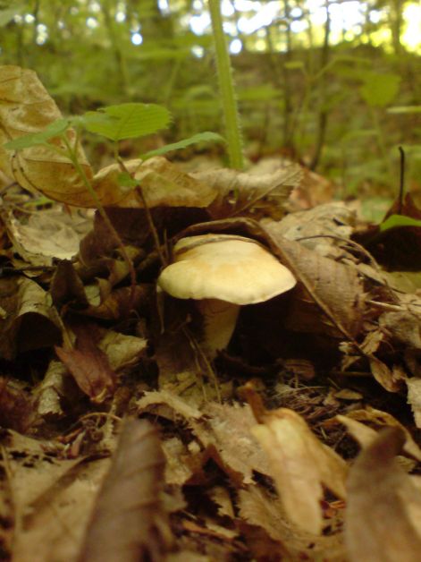 rokagomba_2011_06_19.jpg rokagomba_2011_06_19.jpg