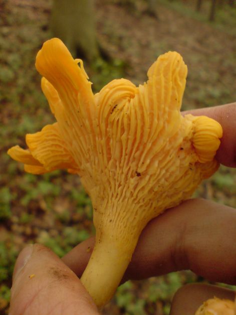 rokagomba_2011_07_30.jpg rokagomba_2011_07_30.jpg