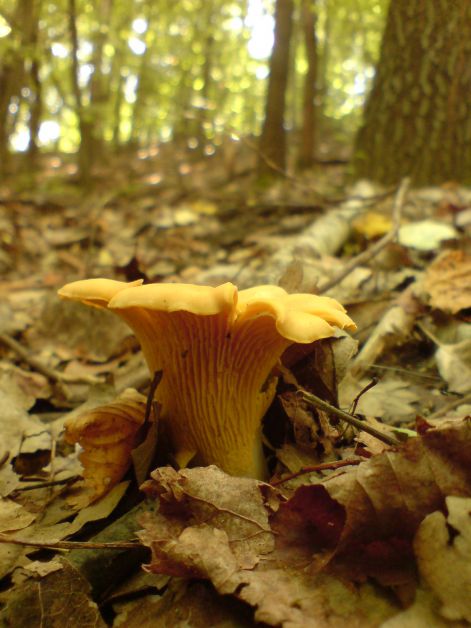 rokagomba_2011_08_02.jpg rokagomba_2011_08_02.jpg