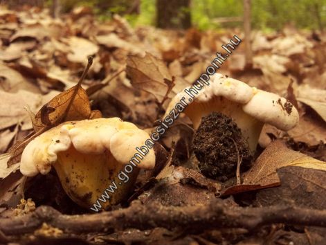 rokagomba_2016_01.jpg rokagomba_2016_01.jpg