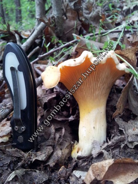 rokagomba_2016_02.jpg rokagomba_2016_02.jpg