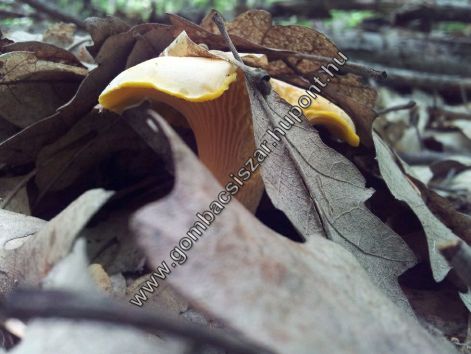 rokagomba_2016_04.jpg rokagomba_2016_04.jpg