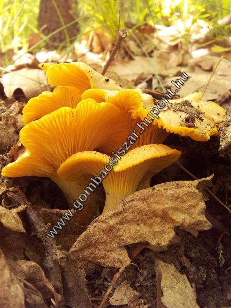 rokagomba_2016_05.jpg rokagomba_2016_05.jpg