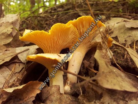 rokagomba_2016_06.jpg rokagomba_2016_06.jpg