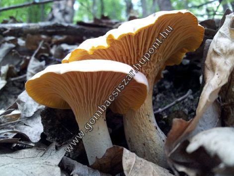 rokagomba_2016_07.jpg rokagomba_2016_07.jpg
