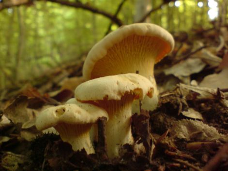 rokagomba_3_db_kozeli_2011_06_03.jpg rokagomba_3_db_kozeli_2011_06_03.jpg