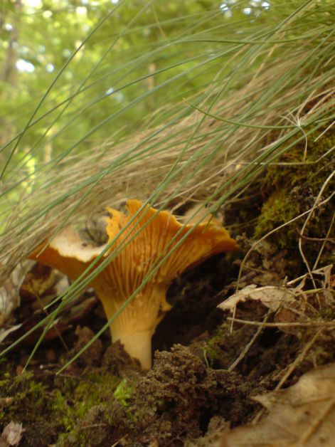 rokagomba_a_fucsomo_alatt_2011_06_03.jpg rokagomba_a_fucsomo_alatt_2011_06_03.jpg
