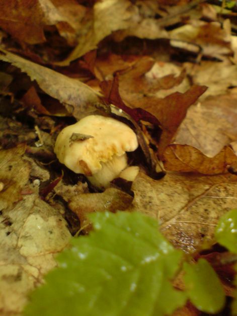 rokagomba_kicsi_2011_05_28.jpg rokagomba_kicsi_2011_05_28.jpg