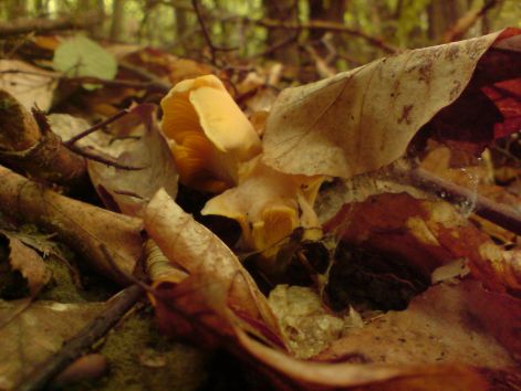 rokagomba_turja_az_avart..._2011_06_09.jpg rokagomba_turja_az_avart..._2011_06_09.jpg