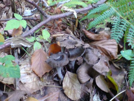 trombita_20101003_01.jpg trombita_20101003_01.jpg
