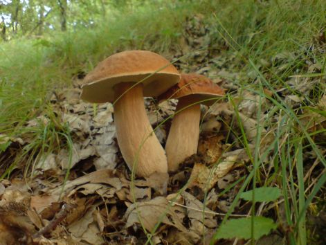 varganya_10_2011_08.jpg varganya_10_2011_08.jpg