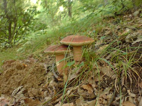 varganya_11_2011_08.jpg varganya_11_2011_08.jpg