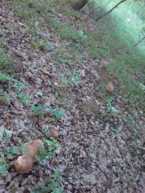 varganya_13_2011_08.jpg varganya_13_2011_08.jpg