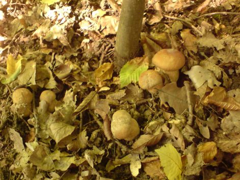 varganya_17_2011_08.jpg varganya_17_2011_08.jpg