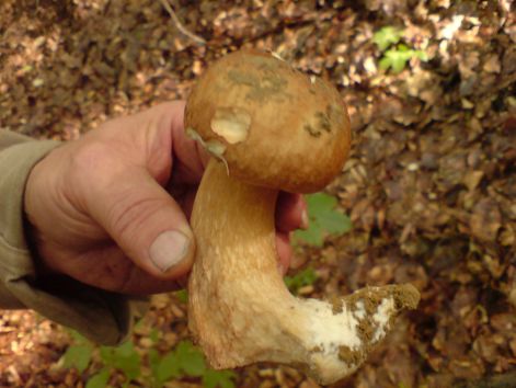 varganya_2011_07_30.jpg varganya_2011_07_30.jpg