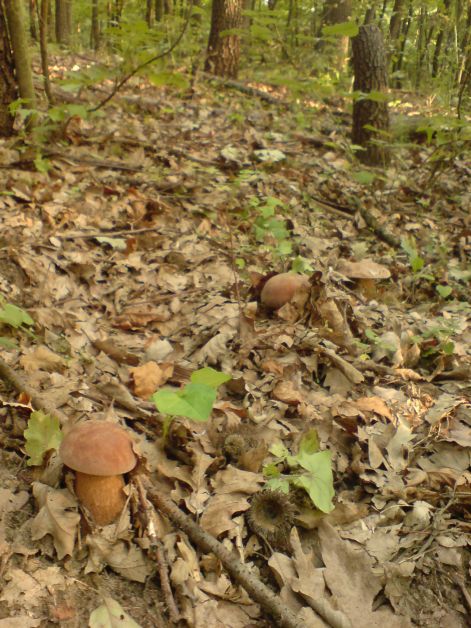 varganya_2011_08_002.jpg varganya_2011_08_002.jpg