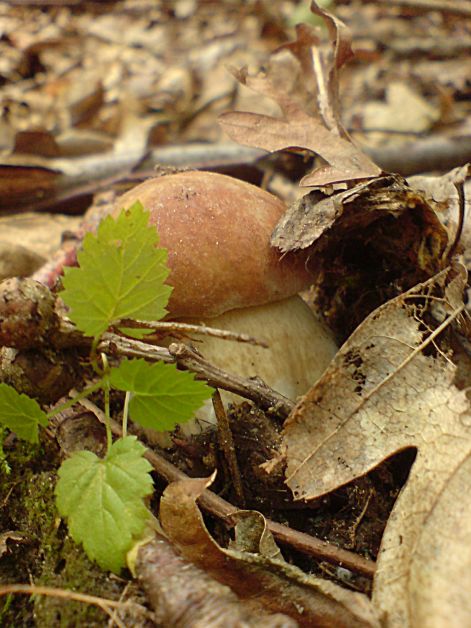 varganya_2011_08_004.jpg varganya_2011_08_004.jpg