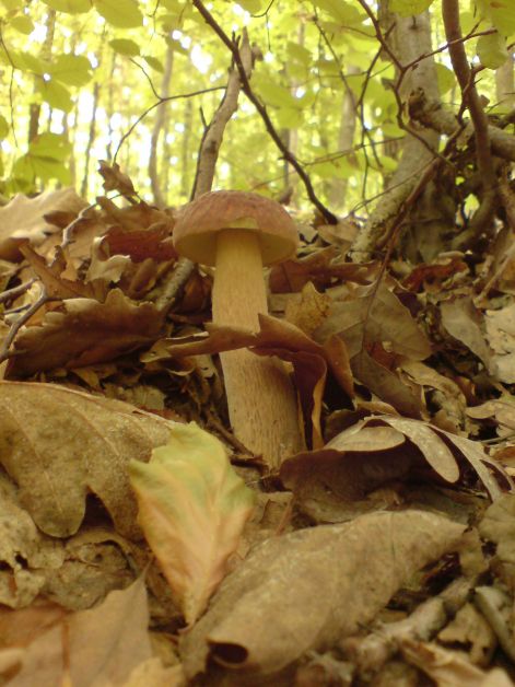 varganya_2011_08_005.jpg varganya_2011_08_005.jpg