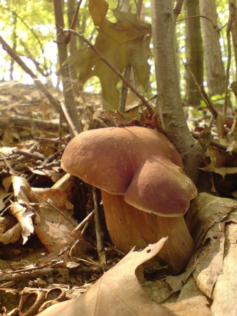 varganya_2011_08_013.jpg varganya_2011_08_013.jpg