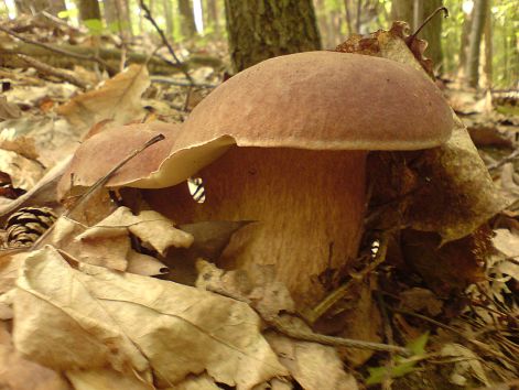 varganya_2011_08_014.jpg varganya_2011_08_014.jpg