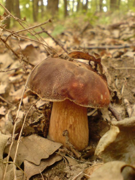 varganya_2011_08_016.jpg varganya_2011_08_016.jpg
