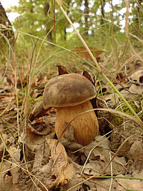 varganya_2011_08_017.jpg varganya_2011_08_017.jpg